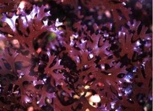 Chondrus crispus also known as Irish moss or carrageen moss is a species of red algae which grows along the rocky parts of the Atlantic Coast. Native to North America and Europe.